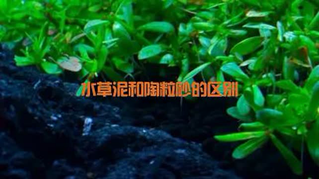 水草泥和陶粒砂的区别